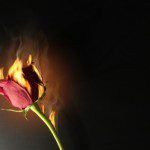 brennende Rose